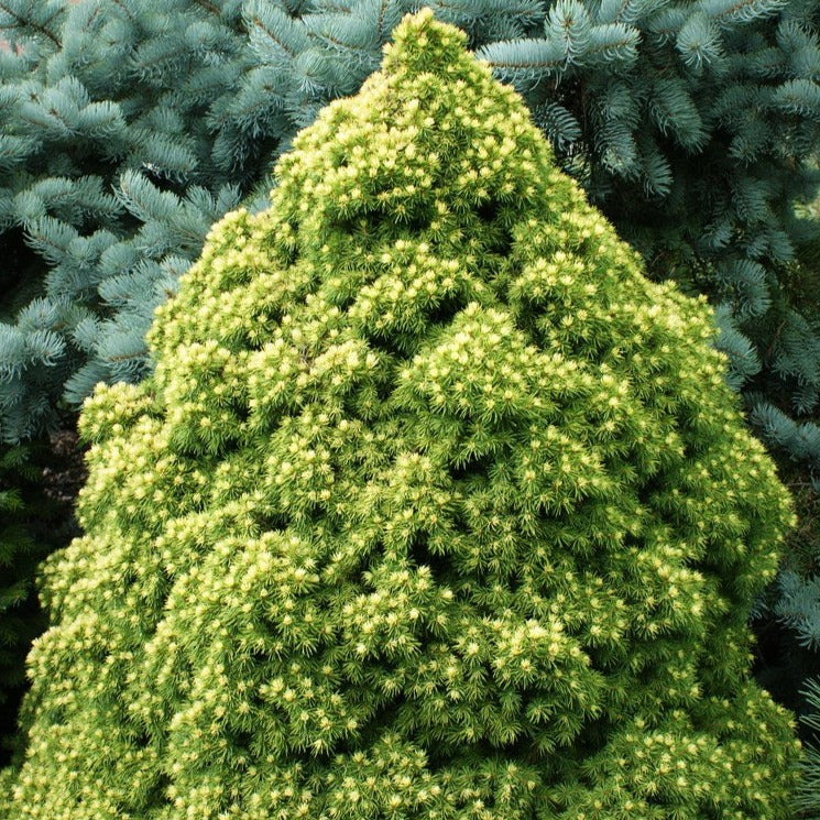 Picea glauca 'Rainbow's End'