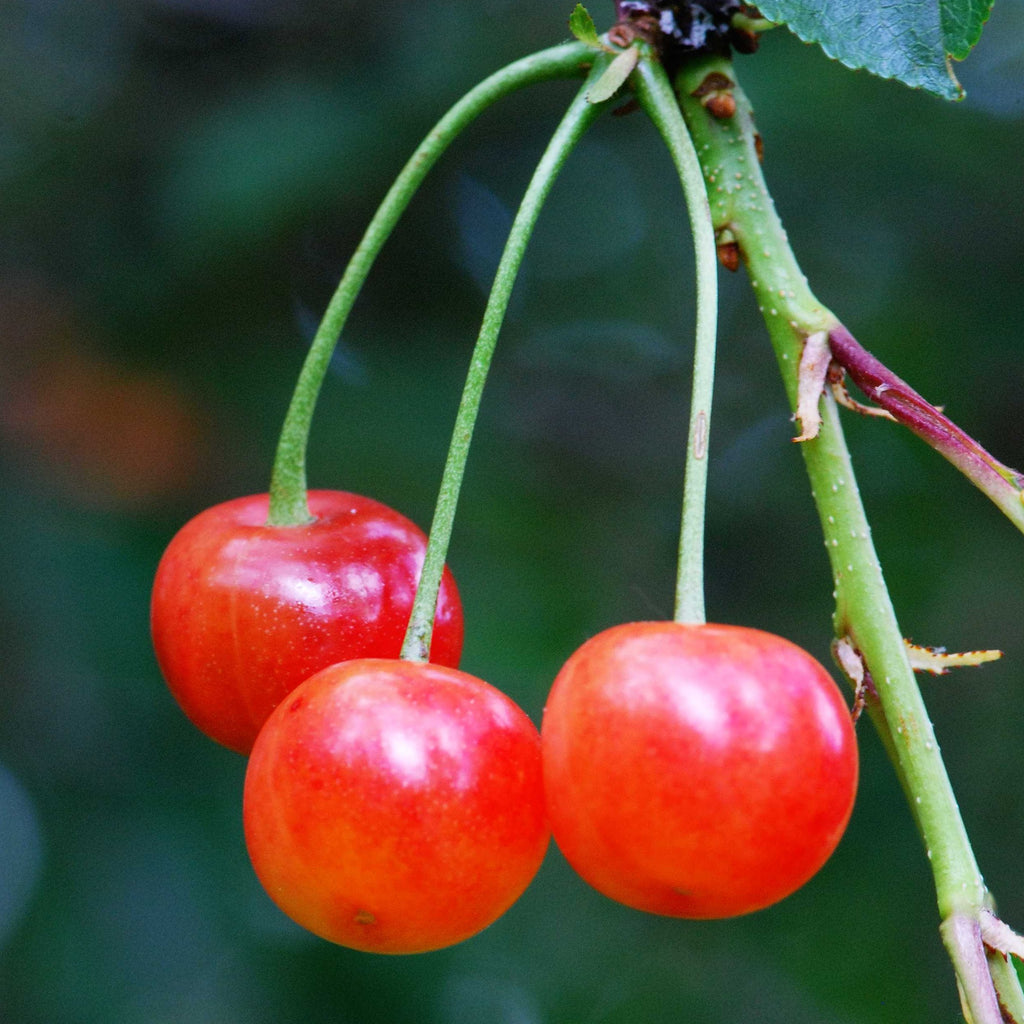 Prunus cerasus 'Montmorency'