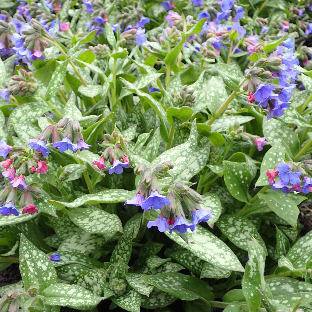 Pulmonaria 'Majeste'