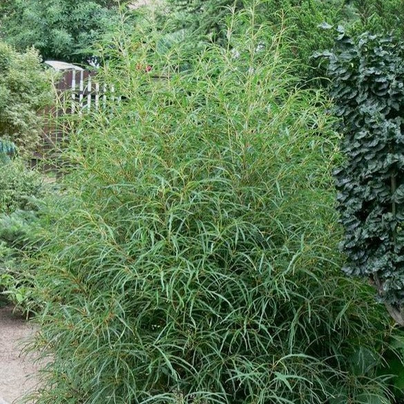 Rhamnus frangula 'Asplenifolia'