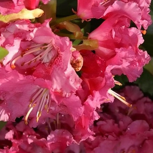 Rhododendron 'Besse Howells'