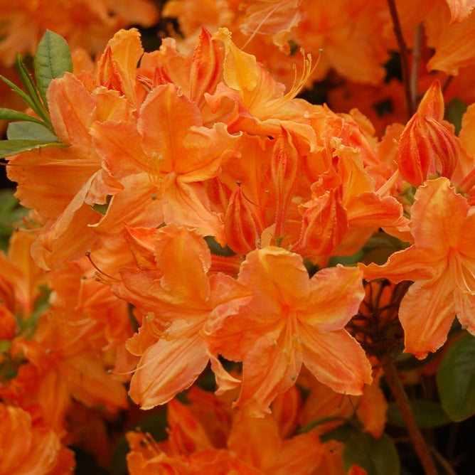 Rhododendron 'Mandarin Lights'