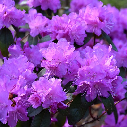 Rhododendron 'P.J. Mezitt Elite Star'