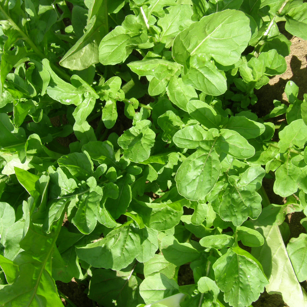 Roquette de jardin Bio