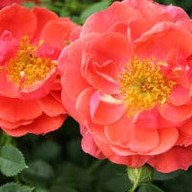 Rosa 'Oso Easy Mango Salsa'