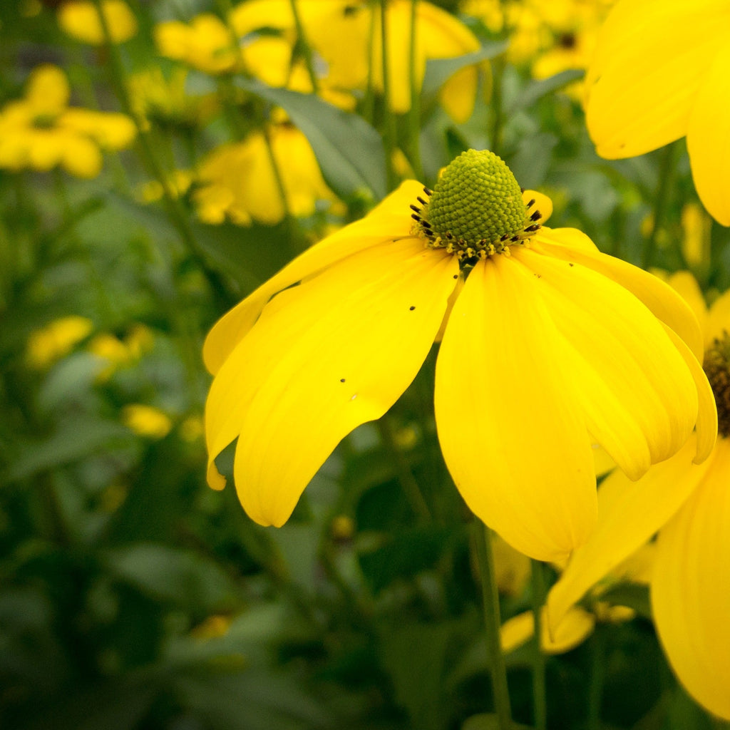 Rudbeckia nitida 'Herbstsonne'