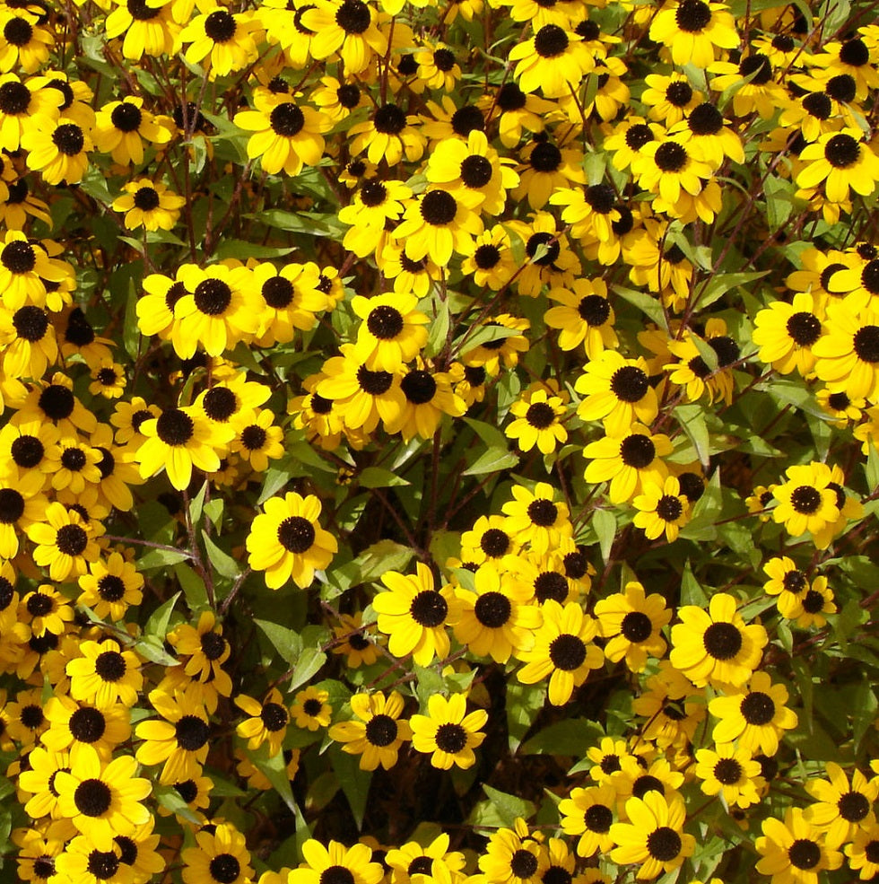 Rudbeckia triloba