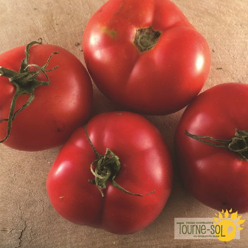 Tomate Rouge Montreal Tasty Bio (semences)