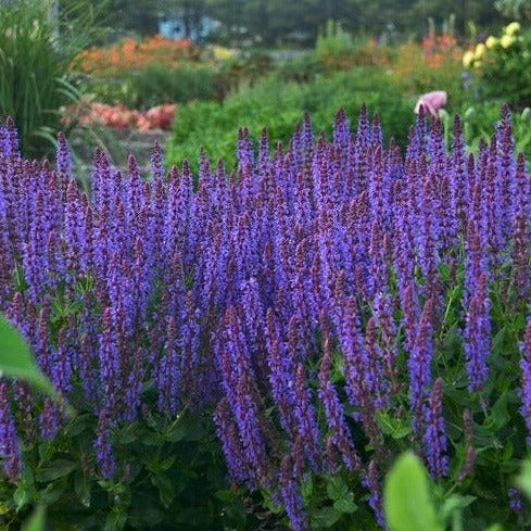 Salvia nemorosa 'May Night'