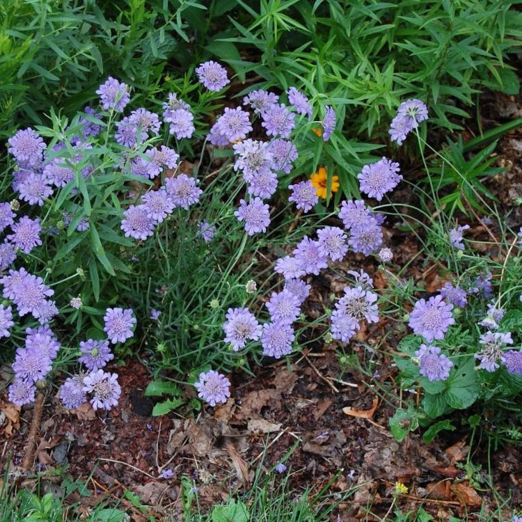 Scabiosa columbaria 'Blue Butterfly'