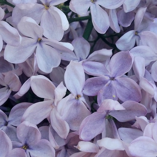 Syringa vulgaris 'Moondust'