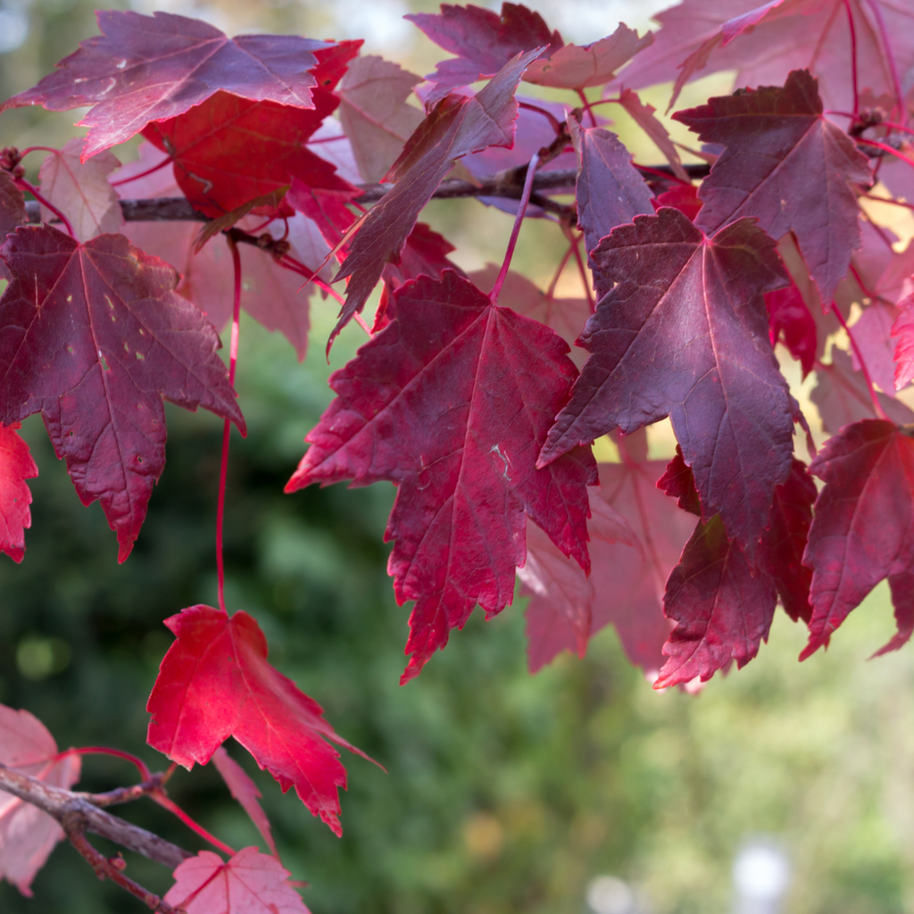Érable rouge Armstrong Gold - Acer rubrum 'Armstrong Gold'