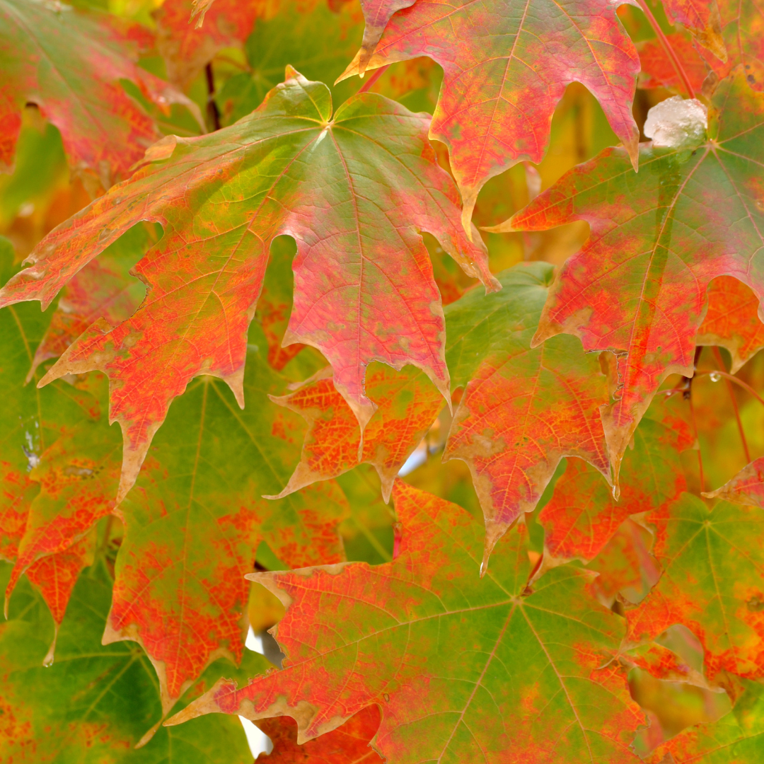 Sol Érable Érable à sucre Legacy - Acer saccharum 'Legacy' – Enracinés