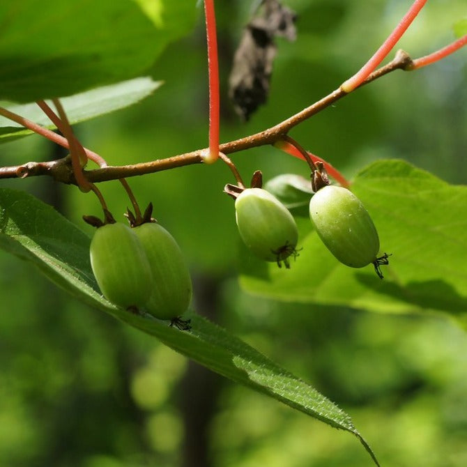 Actinidia arguta 'Issai'