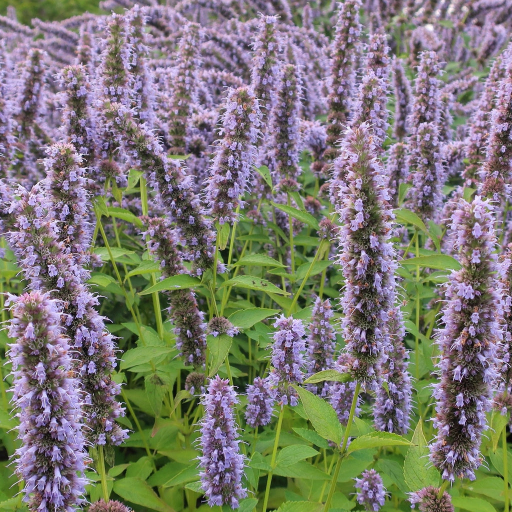 Agastache Blue Fortune Agastache Blue Fortune Enracin s agastache-blue-fortune-agastache-blue-fortune-enracin-s