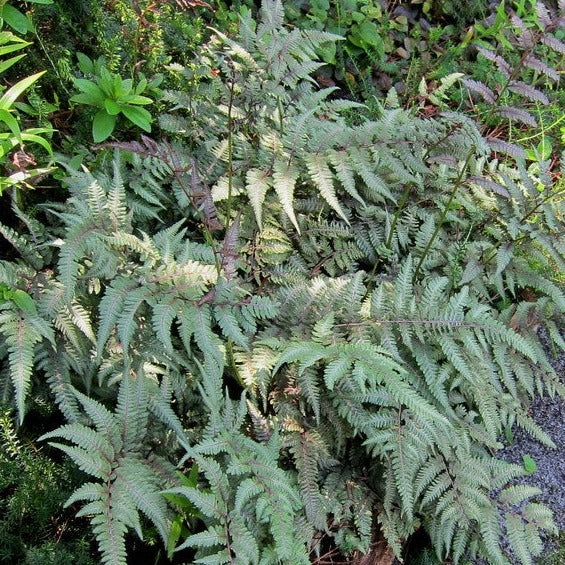 Athyrium 'Godzilla'