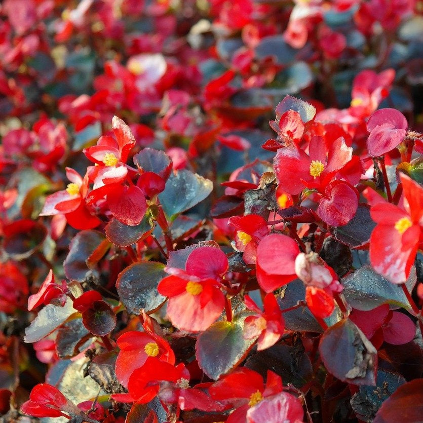 Bégonia annuel - Begonia semperflorens