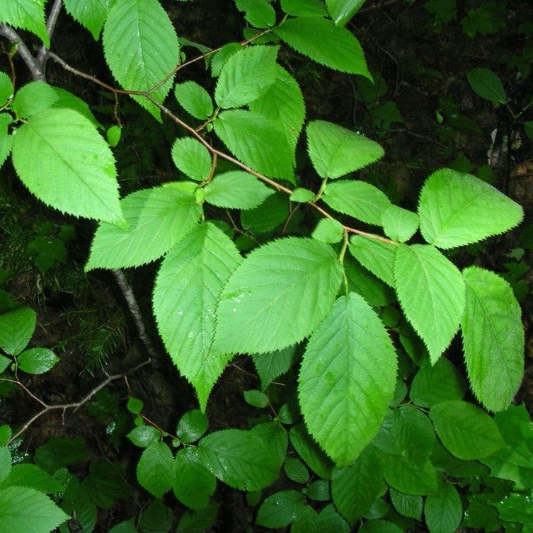 Bouleau jaune - Betula alleghaniensis