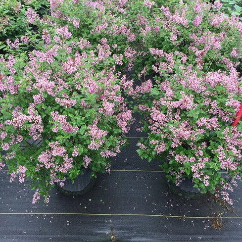 Syringa Bloomerang Dwarf Purple