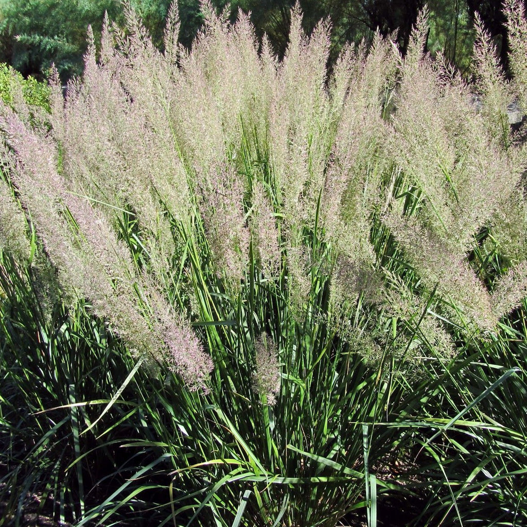 Calamagrostis brachytricha