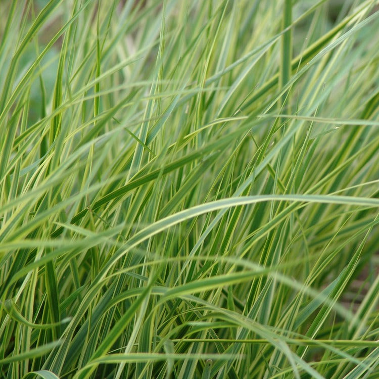 Calamagrostis acutiflora 'Eldorado'