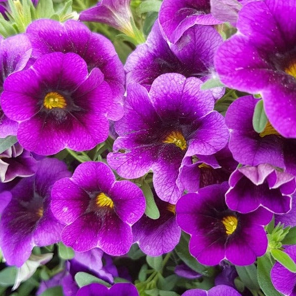 Million bells - Calibrachoa