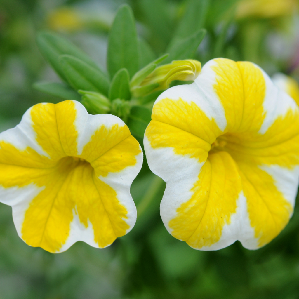 Million bells - Calibrachoa