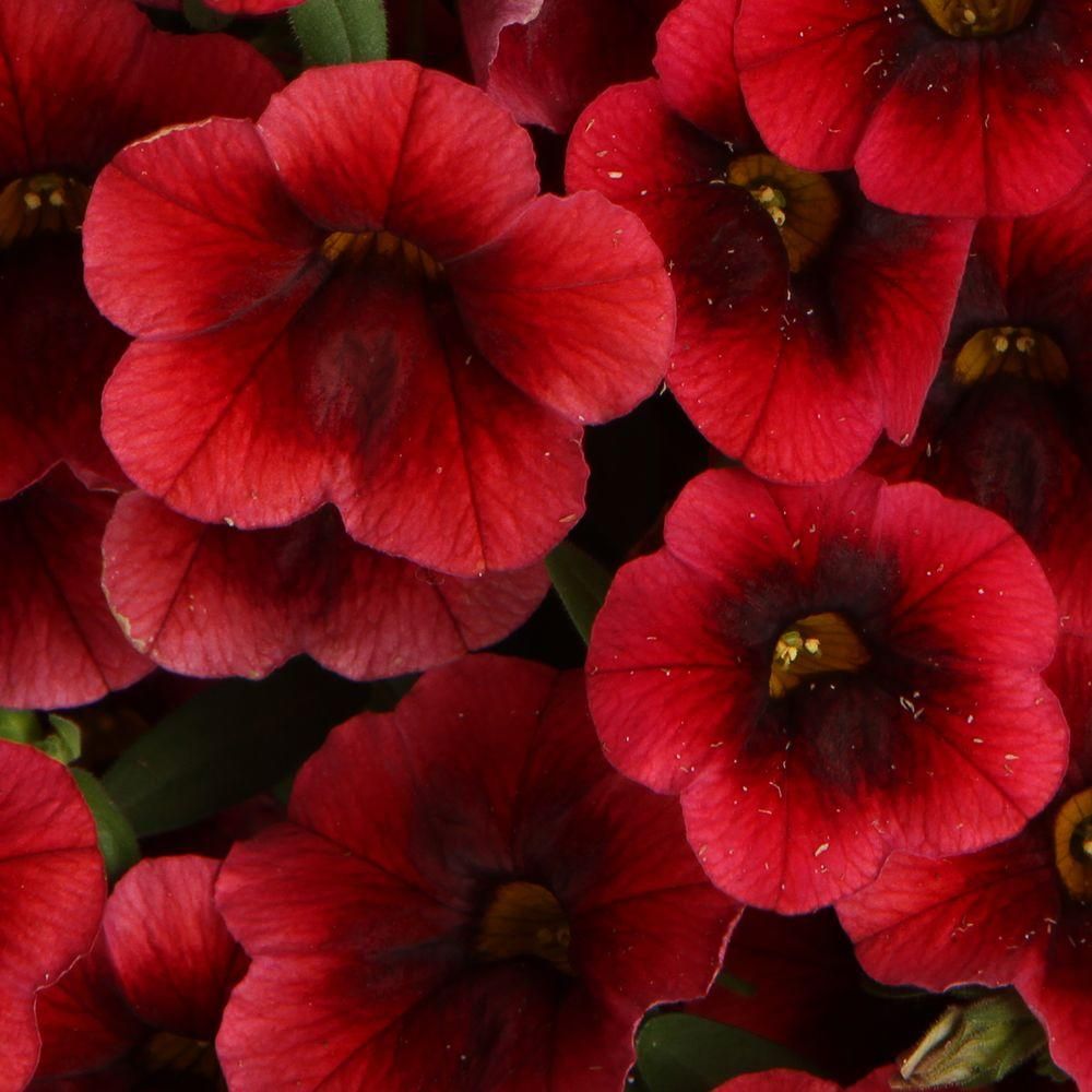 Million bells - Calibrachoa