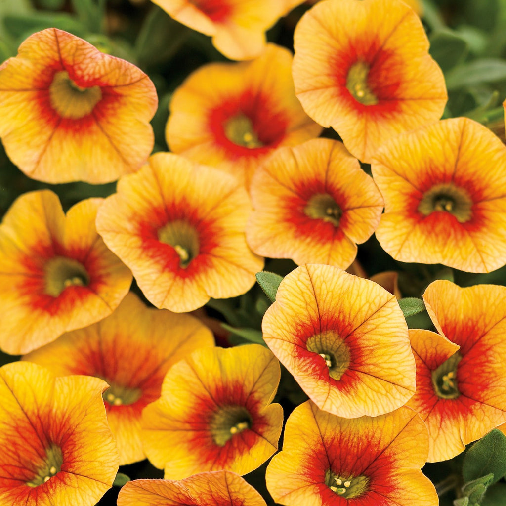 Million bells - Calibrachoa