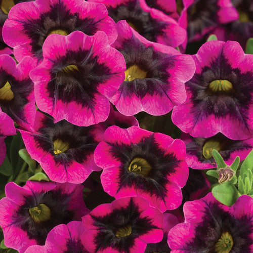 Million bells - Calibrachoa