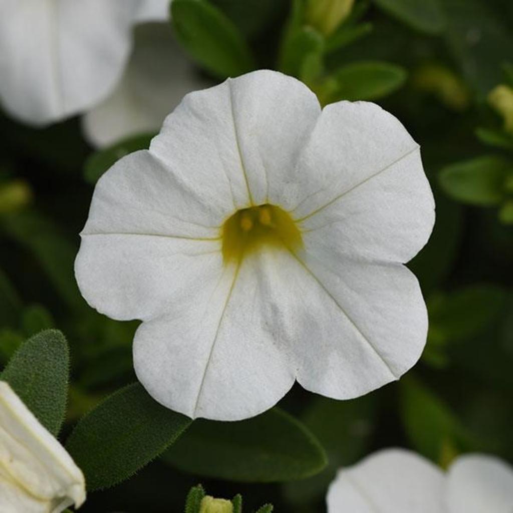 Million bells - Calibrachoa