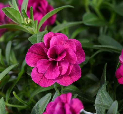 Million bells - Calibrachoa