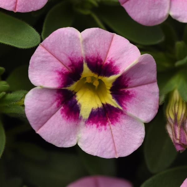 Million bells - Calibrachoa