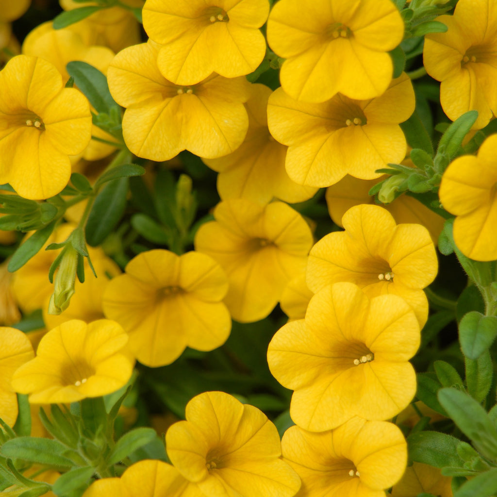 Million bells - Calibrachoa