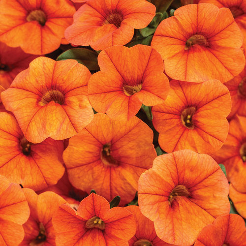 Million bells - Calibrachoa