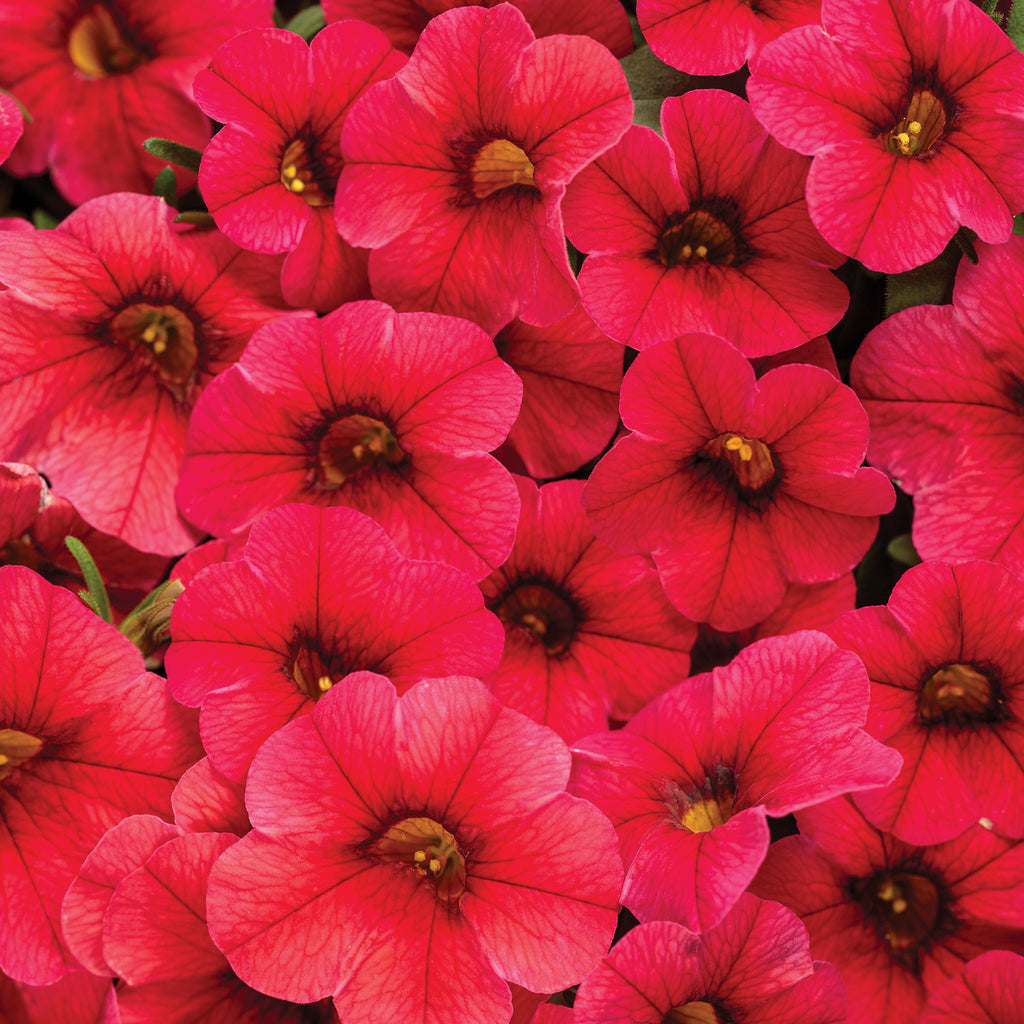 Million bells - Calibrachoa