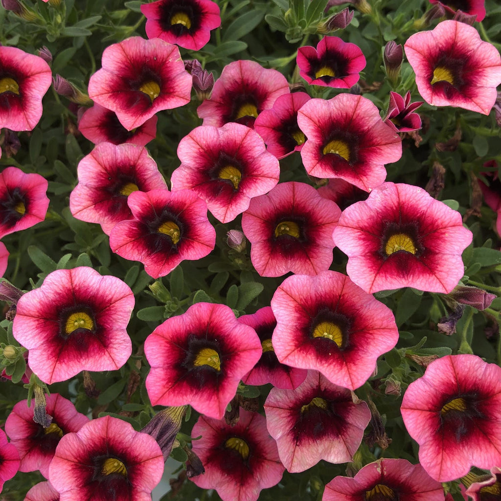 Million bells - Calibrachoa