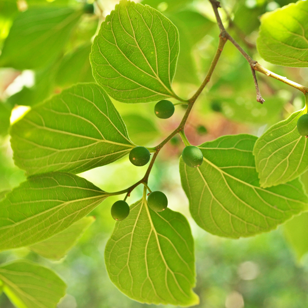 Micocoulier occidental - Celtis occidentalis