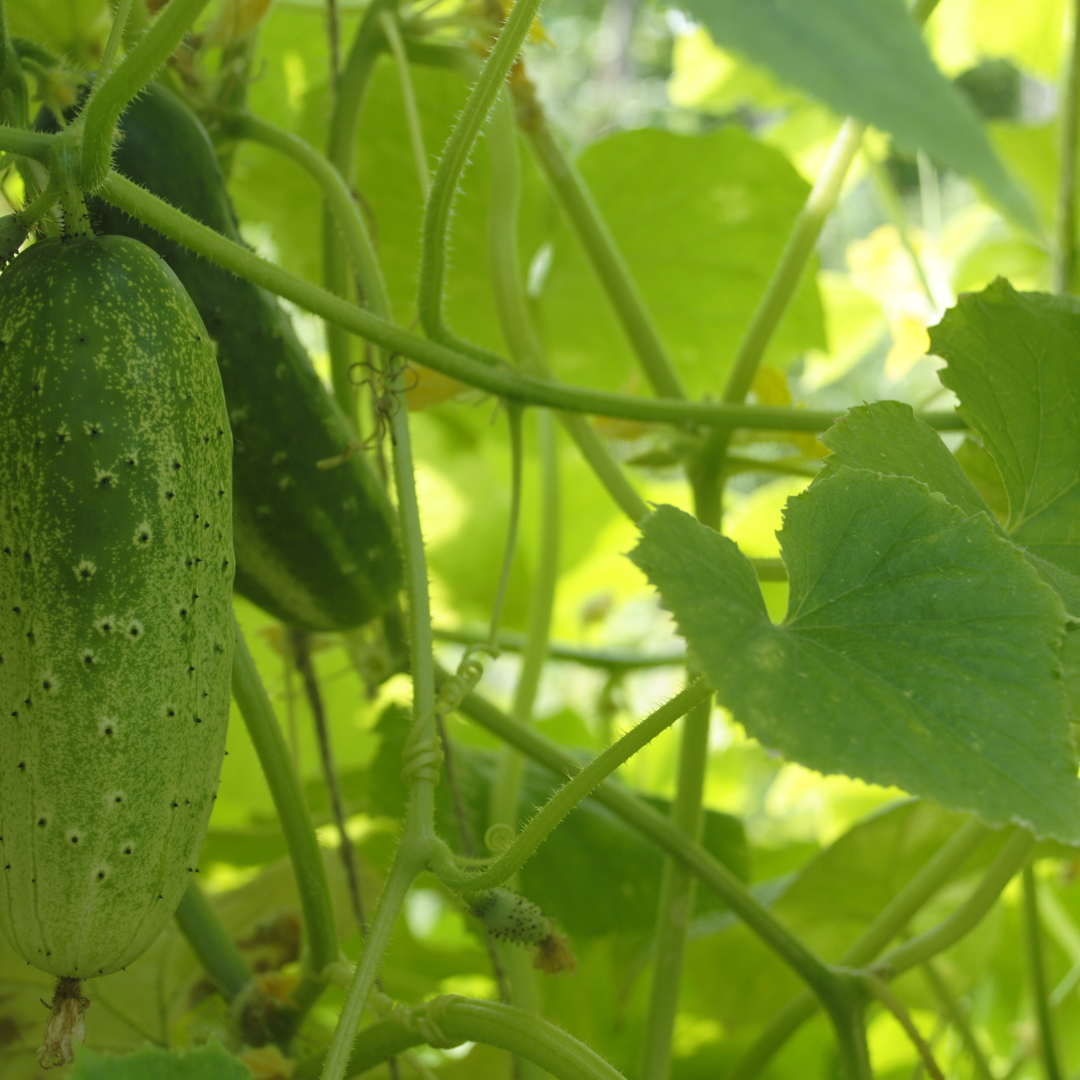 cornichon 'Early Russian' (plant BIO) Enracinés