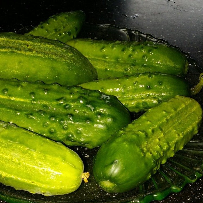 Concombre cornichon 'National Pickling'