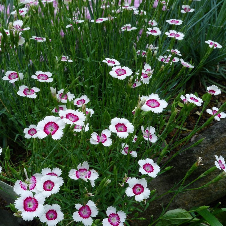 Dianthus deltoides 'Arctic Fire'