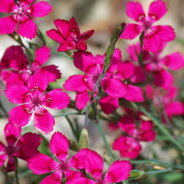 dianthus brilliant