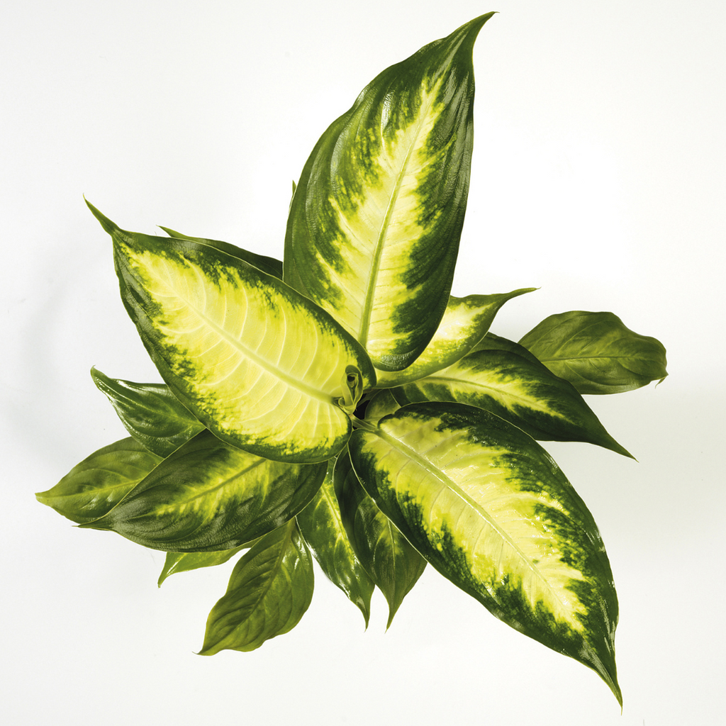 Plantes Tropicales Succulentes Arrière-plan Pour Designcrassula Et