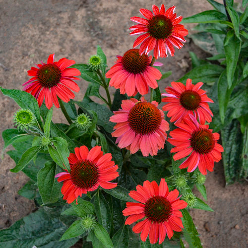 echinacea frankly scarlet