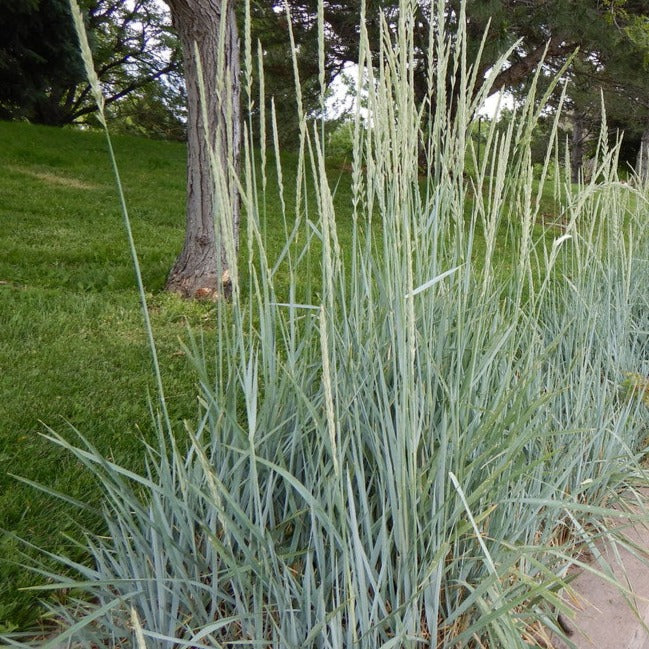 Elymus (Leymus) arenarius 'Blue Dune'