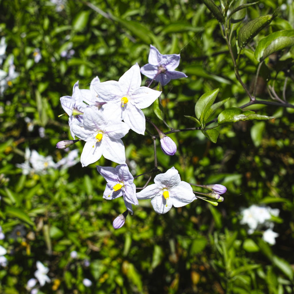 Étoile de Bethléem - Solanum jasminoides