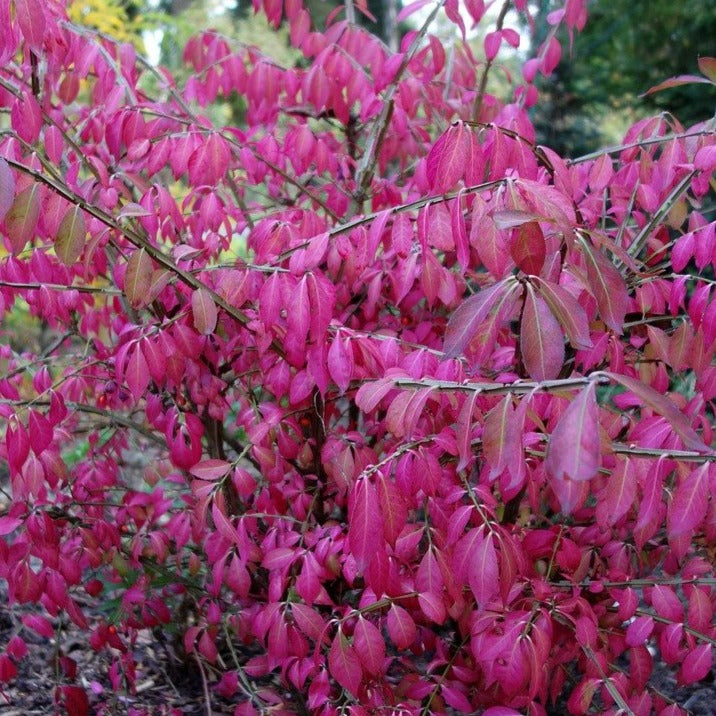 Euonymus alatus 'Rudy Haag'