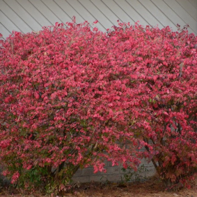 Euonymus alatus 'Chicago Fire'