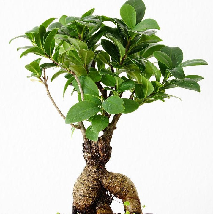 Ficus ginseng - Ficus macrocarpa Ginseng