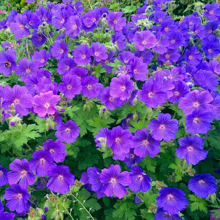 Géranium vivace Johnson Blue - Geranium 'Johnson's Blue' – Enracinés